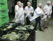 El vicepresidente de la Xunta -primero por la derecha-, ayer durante su visita a Horsal. 