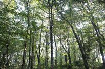 El informe del Consello da Cultura insta a la Xunta a preservar las masas arb�reas afectadas. 