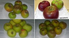Las variedades de manzana en estudio