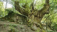 El Cami�o de Rabacallos en im�genes