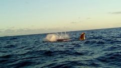 Dos ballenas pasan frente a San Cibrao