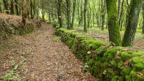 Una parte del recorrido discurre entre bosques frondosos 