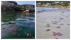 Medusas ante el castillo de San Felipe (Ferrol) y en las playas de Ares