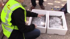 Desarticulada una organizaci�n de comercio ilegal de angulas