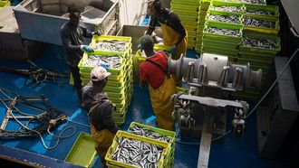 Tripulantes de un cerquero descargando bocarte en Portosn el 7 de agosto del 2025