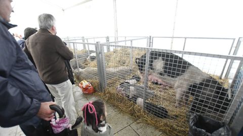 Feria de ganado ExpoLugo, junto a O Vello Cárcere