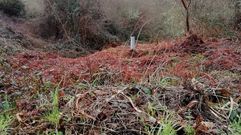 Denuncian el mal estado de la fosa de Pereira