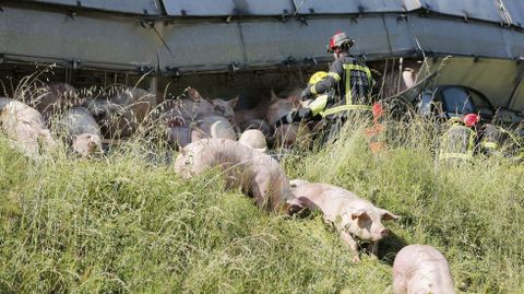 En el interior del camin viajaban casi doscientos cerdos.