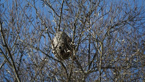 Imagen de archivo de un nido de velutinas en Sada