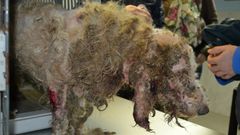 Perros maltratados en Rianxo