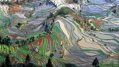 Arrozales en terrazas en la provincia de Yunnan.