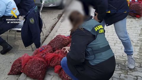 Imagen de moluscos contaminados decomisados por la Guardia Civil