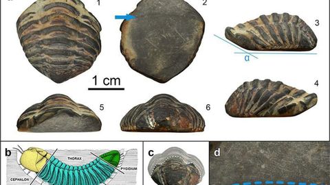 Trilobite de �poca romana en la Cibd� de Armea, Allariz.