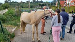 La yegua Estrella, en A Zapateira