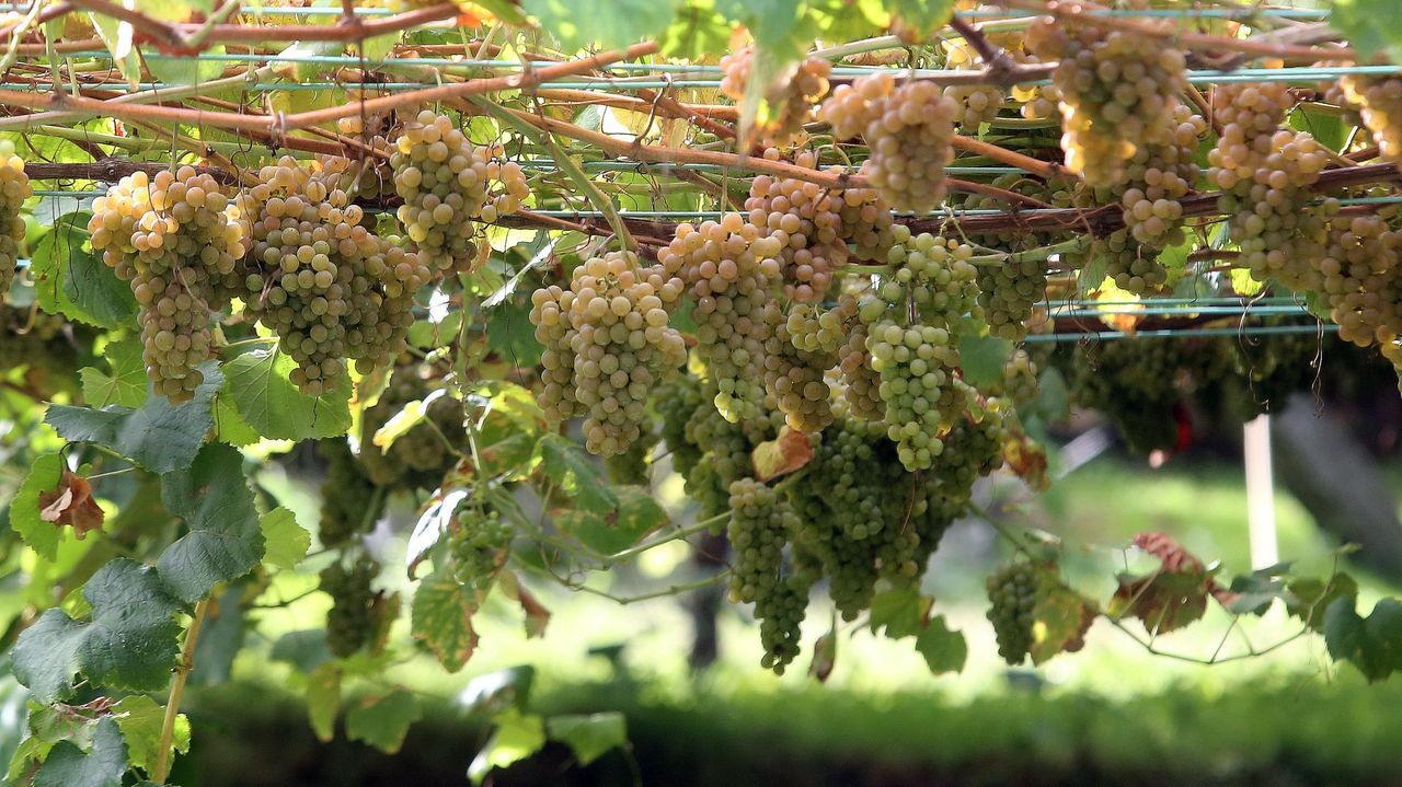 La idea de una cosecha abundante está tensando el mercado de la uva
