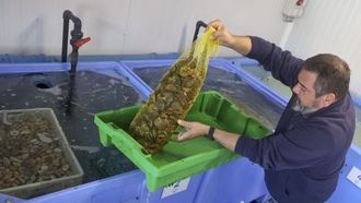Zamburi�a en la lonja de la Cofrad�a de Pescadores de Ferrol, al final de la pasada campa�a.