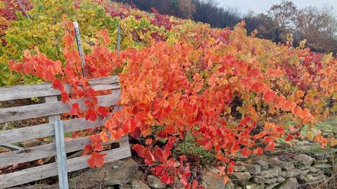 Otoo en un viedo histrico de la Ribeira Sacra