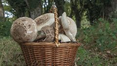 La popular «Macrolepiota procera» abunda especialmente estos días en el sur lucense