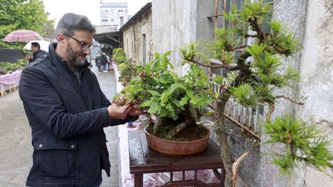 La exposicin de bonsis, de la Asociacin El Serbal