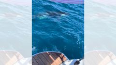 Las orcas da�an un velero franc�s que lleg� al puerto de Viveiro