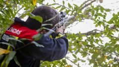 Un integrante del GAEM, eliminando un nido de velutina hace unos d�as en Ribeira