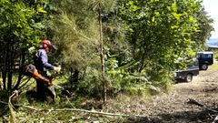 La limpieza de la biomasa ayuda a prevenir los incendios forestales