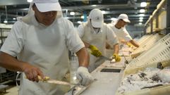 Tareas de preparaci�n de cefal�podos en Argentina