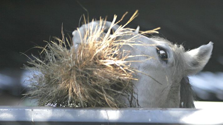 Imagen de un caballo comiendo alfalfa