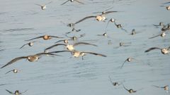 La r�a de Avi�s, escenario de un encuentro multitudinario de aves migratorias