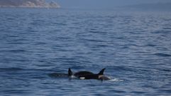 Orcas avistadas por un barco de Mar de Ons en la ruta de Sanxenxo a las islas C�es a la altura de la Costa da Vela, en O Morrazo