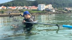 Regreso de los mariscadores de Muros a la actividad tras remitir la toxina