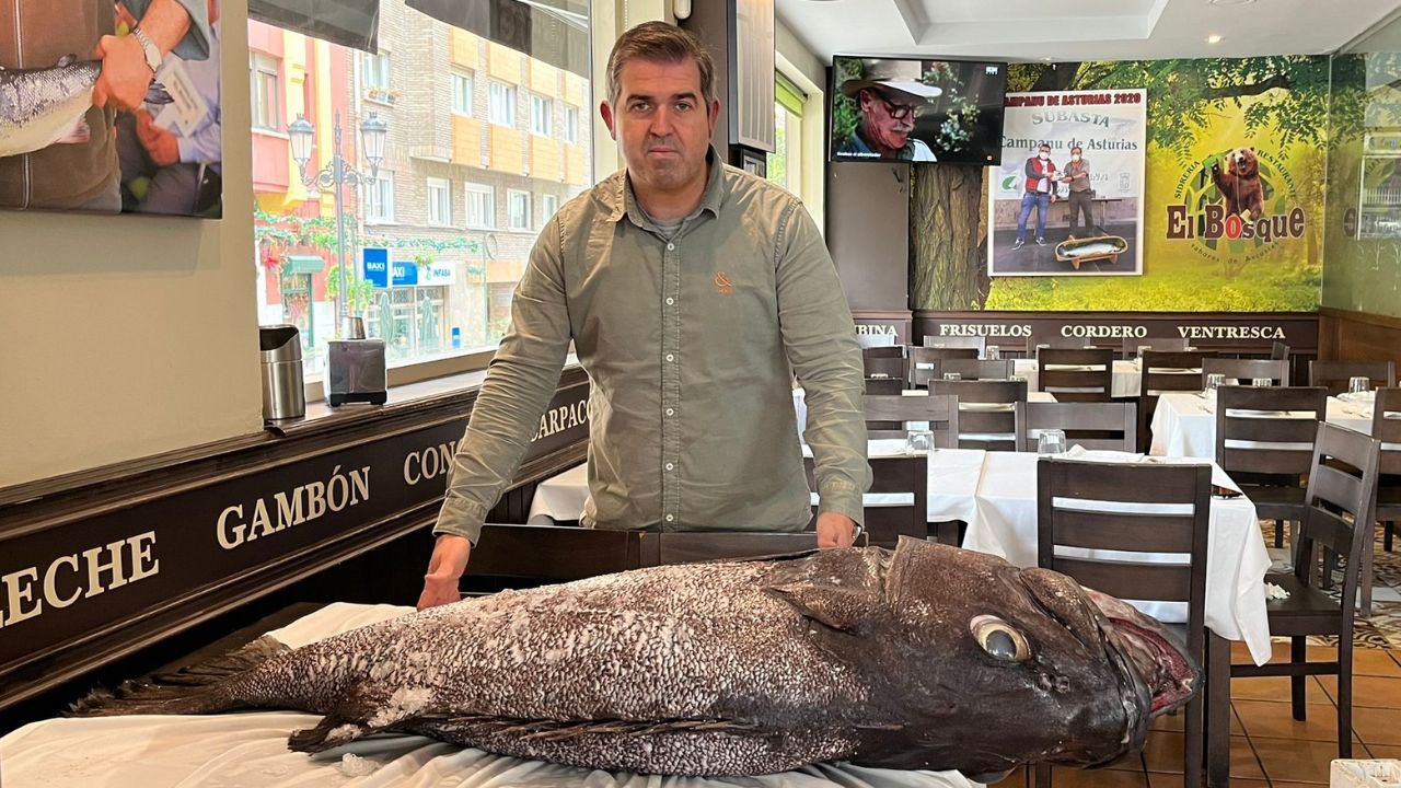 El rey del mar conquista Oviedo: así es el enorme mero que se servirá ...