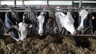 Vacas frisonas en una explotaci&oacute;n ganadera de Lugo