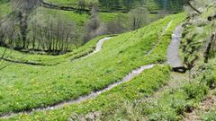 Los lameiros de Pedrafita