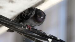 Imagen de archivo de una paloma en Monforte