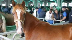 Feria do Cabalo en Castro de Ribeiras de Lea