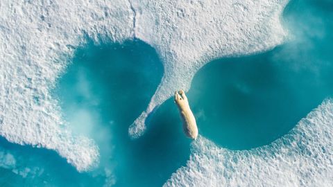 Un oso polar saltando sobre tmpanos de hielo en Nunavut, Canad, reflejo de cmo se ve amenazada la fauna del rtico como consecuencia del cambio climtico