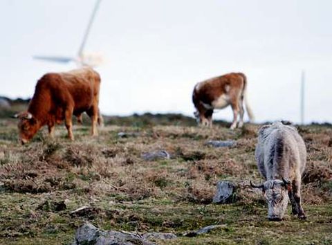 Imagen del ganado pastando en el monte de A Curota, donde en 1990 aparecieron reses muertas por la sequ�a que se registr�.