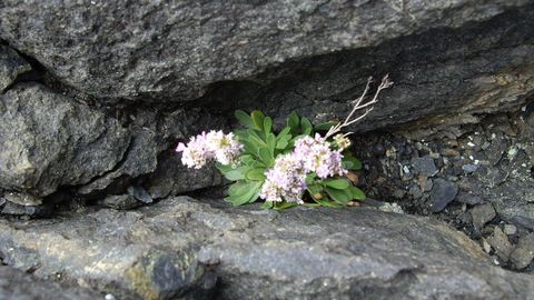 �Limonium serpentinicum� R. Pino, Silva-Pando & J. J. Pino. Exclusiva de la sierra de A Capelada, crece en grietas de taludes y acantilados litorales sobre rocas ultrab�sicas. Su estado es vulnerable por el tama�o de su poblaci�n y la acci�n del mar