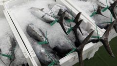 Bonito do norte subastado na lonxa de Burela, coa etiqueta verde que identifica cada peza (foto de arquivo)