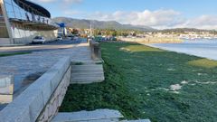 Uno de los episodios m�s graves de una marea verde en la playa de Os Areos de A Pobra