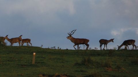 Venados en Aller