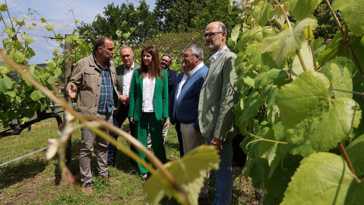 La uva del Tinto Barantes es la misma que la Flot Rouge francesa