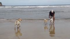 Perros en la playa de San Lorenzo de Gijón