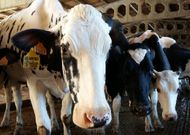 El ganado barbanzano se encuentra entre los primeros de Galicia en producci�n l�ctea. 