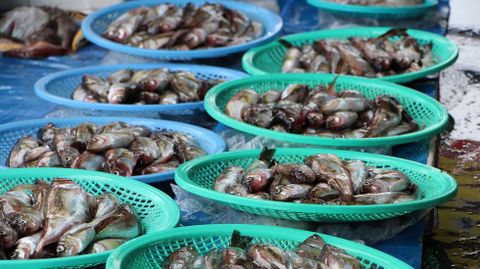 Pescado en la pescader�a