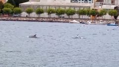 Un grupo de delfines entra en la r�a de Viveiro