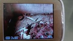 Cr�a de oso hu�rfana localizada en Cubia