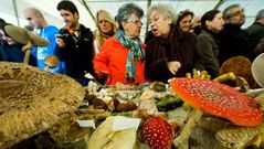 Feira de Fungos e Cogumelos de As Pontes