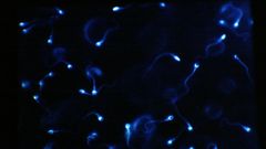 El f�rmaco detiene el movimiento de los espermatozoides